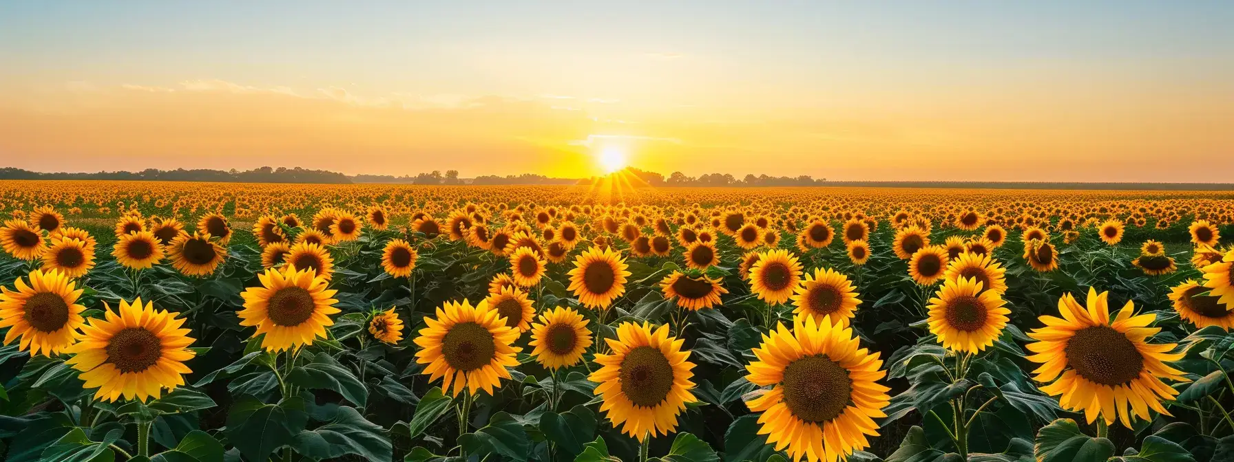 a radiant sunflower field stretches towards the horizon under a clear blue sky, illuminated by the warm glow of the setting sun, creating a vivid contrast of golden petals against the soft, serene background.